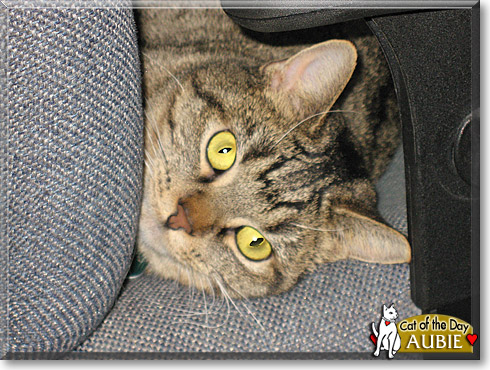 Aubie, the Cat of the Day