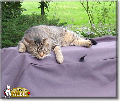 Aubie, the Cat of the Day