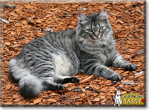Sassy, the Cat of the Day