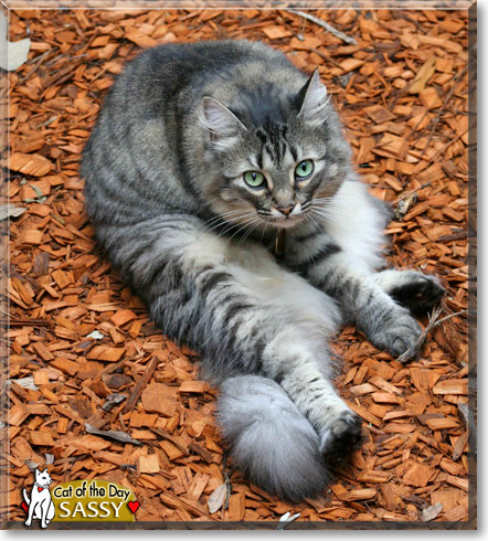 Sassy, the Cat of the Day