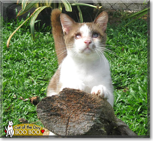 Boo Boo, the Cat of the Day
