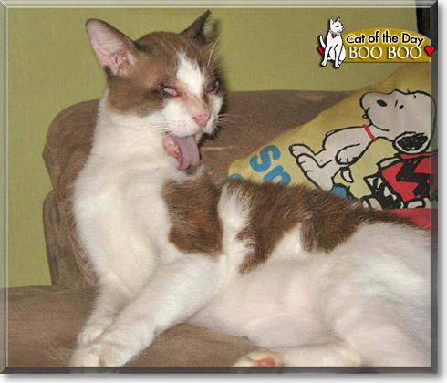 Boo Boo, the Cat of the Day