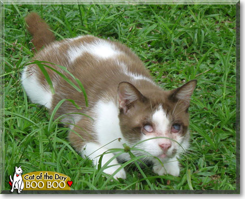 Boo Boo, the Cat of the Day