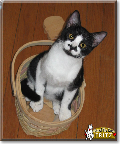 Fritz, the Cat of the Day