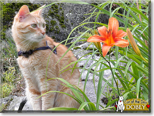 Dobey, the Cat of the Day