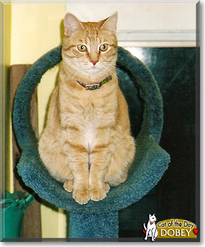 Dobey, the Cat of the Day