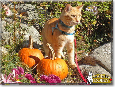 Dobey, the Cat of the Day