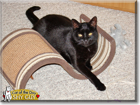 Shy Guy, the Cat of the Day