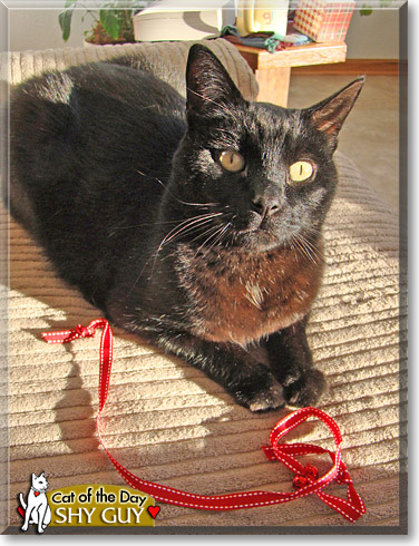 Shy Guy, the Cat of the Day