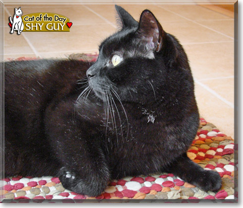 Shy Guy, the Cat of the Day