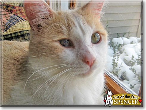 Spencer, the Cat of the Day