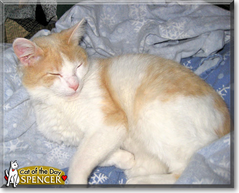 Spencer, the Cat of the Day