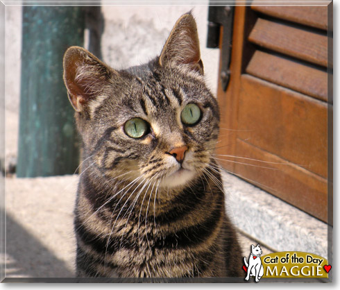 Maggie, the Cat of the Day
