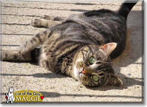 Maggie, the Cat of the Day