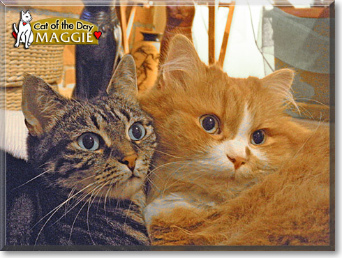Maggie, the Cat of the Day