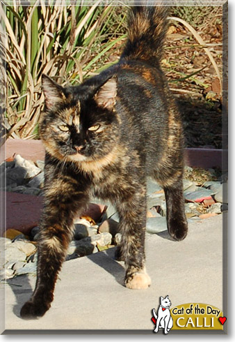 Calli, the Cat of the Day
