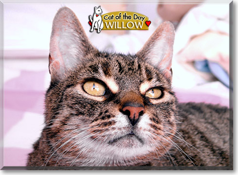 Willow, the Cat of the Day