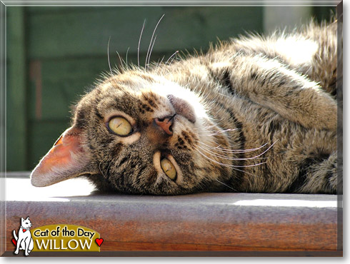 Willow, the Cat of the Day