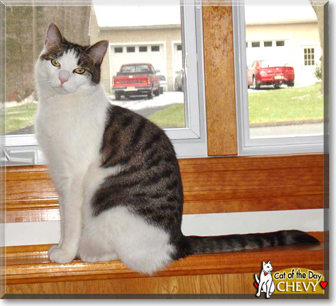 Chevy, the Cat of the Day