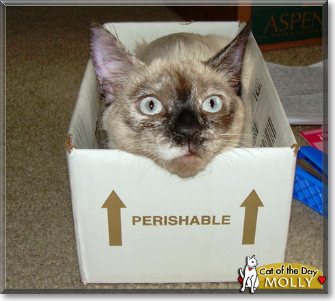 Molly, the Cat of the Day