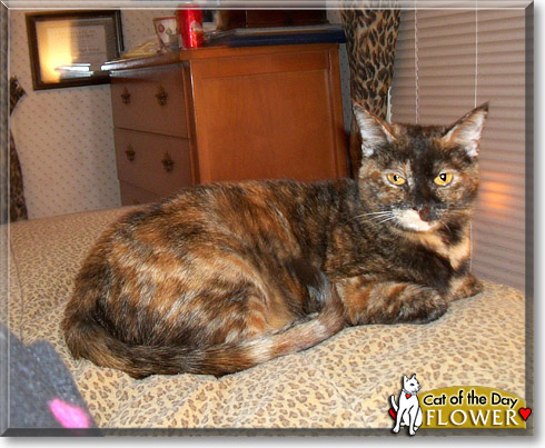 Flower, the Cat of the Day