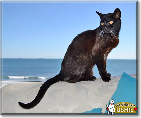 Kamegusha, the Cat of the Day