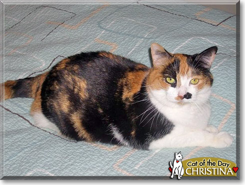 Christina, the Cat of the Day