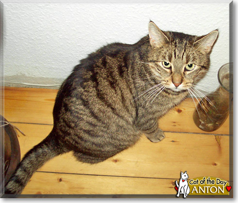 Anton, the Cat of the Day