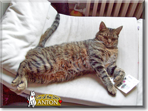 Anton, the Cat of the Day