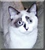 Simon&eacute;