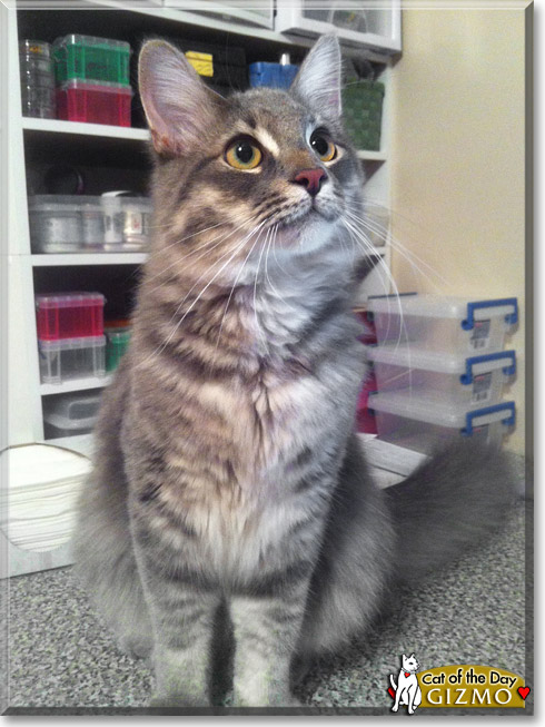 Gizmo, the Cat of the Day