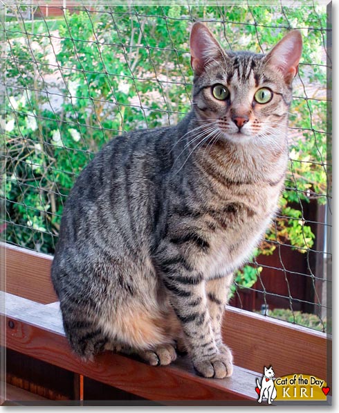 Kiri, the Cat of the Day