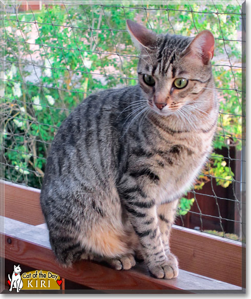 Kiri, the Cat of the Day