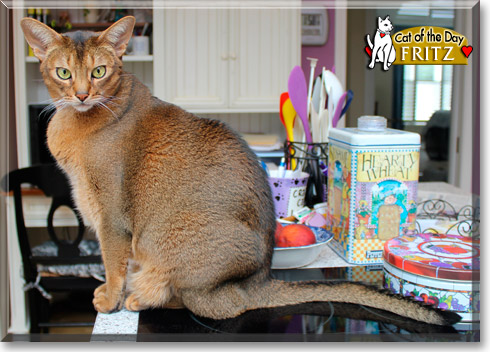 Fritz, the Cat of the Day