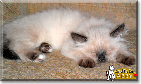 Abby, the Cat of the Day