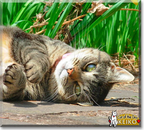 Keiko, the Cat of the Day
