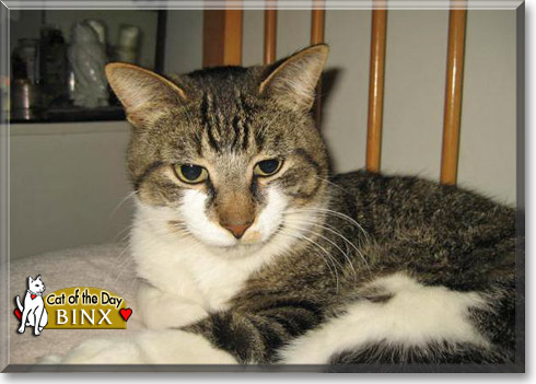 Binx, the Cat of the Day