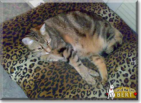 Bert, the Cat of the Day