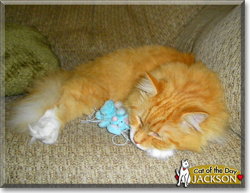 Jackson, the Cat of the Day Jackson, the Cat of the Day