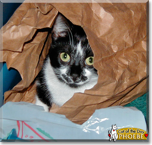 Phoebe, the Cat of the Day