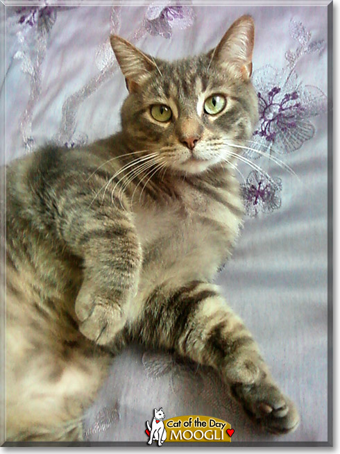 Capitaine Moogli, the Cat of the Day