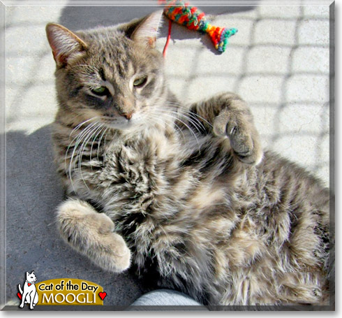 Capitaine Moogli, the Cat of the Day