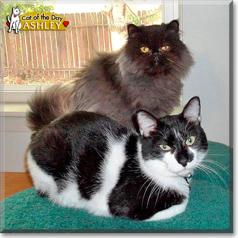 Ashley, the Cat of the Day
