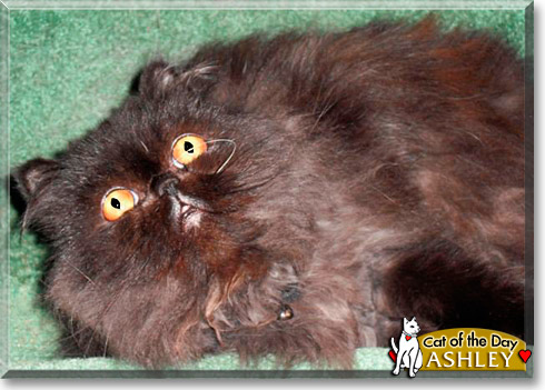 Ashley, the Cat of the Day