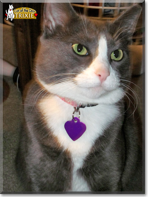 Trixie, the Cat of the Day Trixie, the Cat of the Day