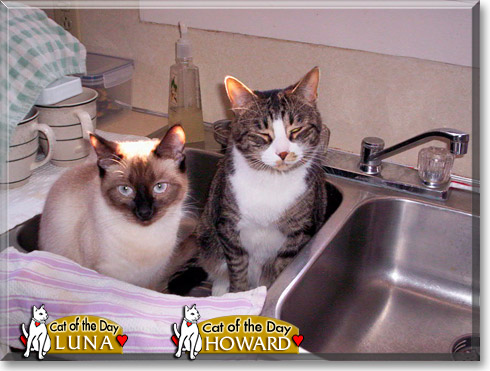 Luna, Howard, the Cat of the Day