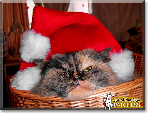 Patchess, the Cat of the Day