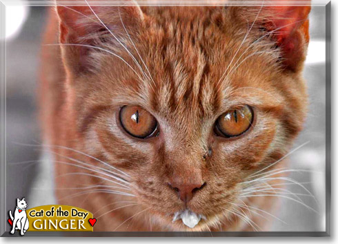 Ginger, the Cat of the Day