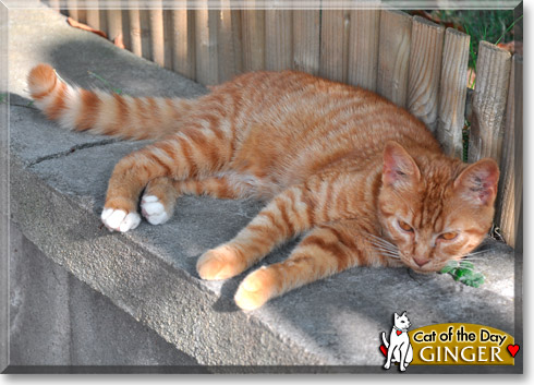 Ginger, the Cat of the Day