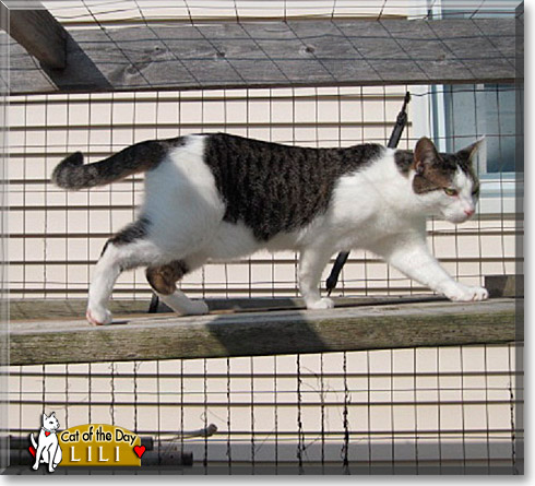 LiLi, the Cat of the Day